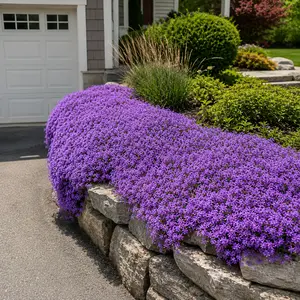Purple Creeping Thyme Seeds for Planting -Non-GMO Perennial Ground Cover Seeds - Fragrant Edible Herb Flowers - Heirloom Thymus Serpyllum for Paths & Lawns-easy to grow