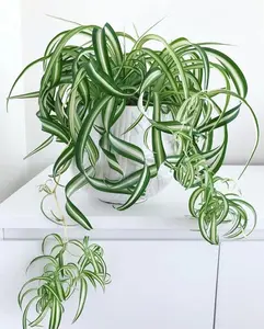 Bonnie Curly Spider Plant in 2 Inch Pot - Low Maintenance - Air Purifying Plant for Home Decor and Gifts