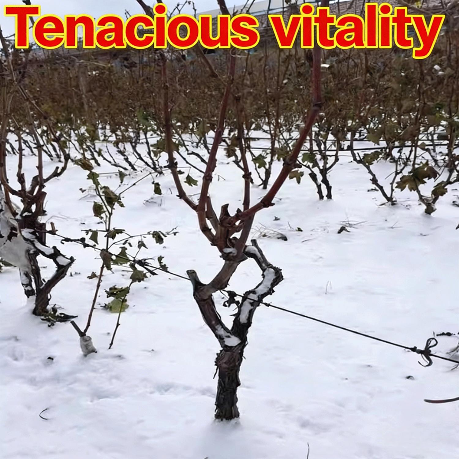 Citrine Grapevine Seedlings—2-Year-Old Perennials | High-Yielding, Sweet-Fruited, and Easy-to-Care-For Grapevine Seedlings