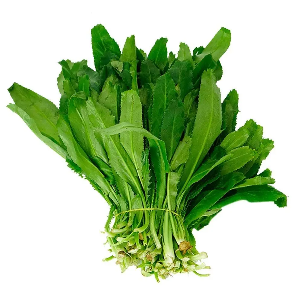 500 to 2000 Vietnamese Culantro Seeds for Planting - Heirloom, Non-GMO - Ngo Gai, Tabasco parsley, Recao, Mexican coriander, Fitweed, Thorny coriander, Spiny coriander