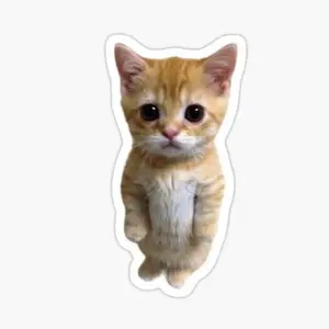 Meme Cat Photo Sticker ,Meme Sticker, funny Stickers, Water Bottle Sticker, Laptop Sticker