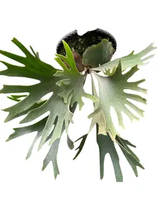 Platycerium Pop Soda - Pick Your Plant