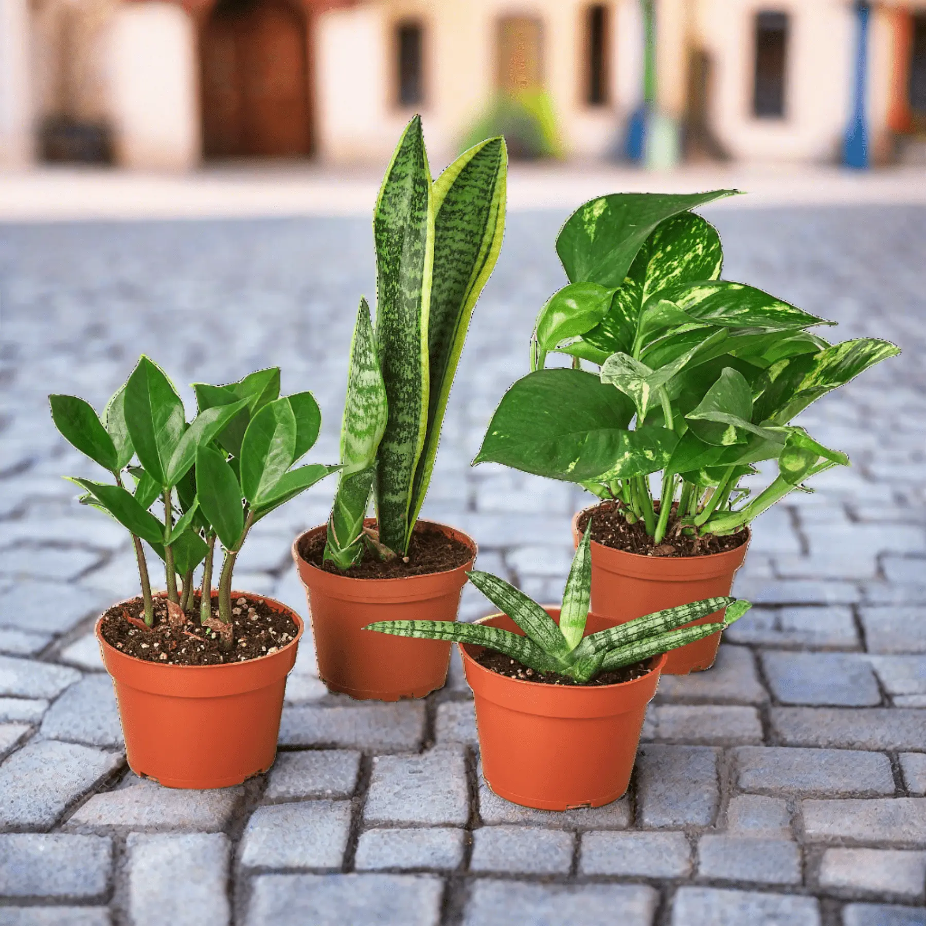 Easy Care Live Plant Variety Bundle, Ideal for Home Improvement and Indoor Garden
