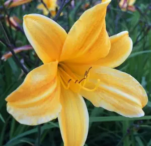 3 Apricot Daylily Bulbs for Planting, Reblooming Daylilies Bulbs, Perennial Flowers Bulbs