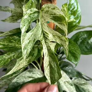 Epipremnum Pinatum Marble Flame 4" HB Pot Rare Collector's Plant - Decor with Unique Marbled Pattern for Indoor Air Purification