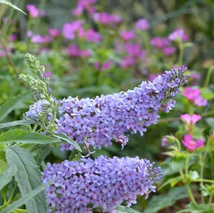 Light Blue Buddleia Plant Live for Planting, 5 to 9 Inch Tall, Live Buddleia Flower Plant, Butterfly Bush Live Plant Indoor Outdoor