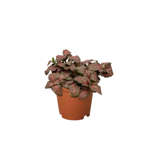 Fittonia 'Red'