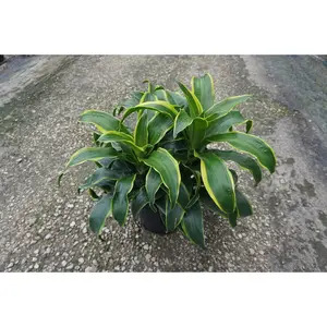 Dracaena Dorado - Live Plant in a 8 Inch Pot - Dracaena Deremensis 'Dorado' - Florist Quality Beautiful Easy Care Indoor Houseplant