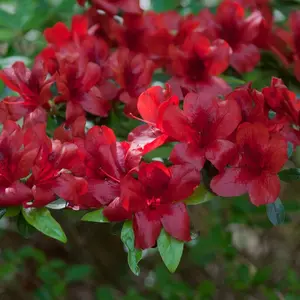 1 Azalea Rhododendron Deciduous Plant- MIDNIGHT FLARE - SMALL ROOTED Starter Plant IN POT 2" to 4" tall