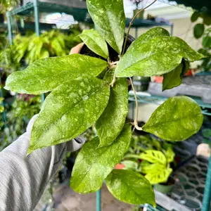 4" Hoya finlaysonii ‘chicken farm’