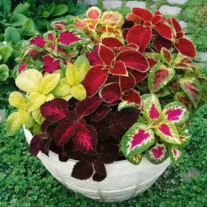 Rainbow Mix Coleus Seeds - 5000 annual, compact and easy to grow flower seeds with serrated leaves, ideal for shady areas, containers, borders and gardens