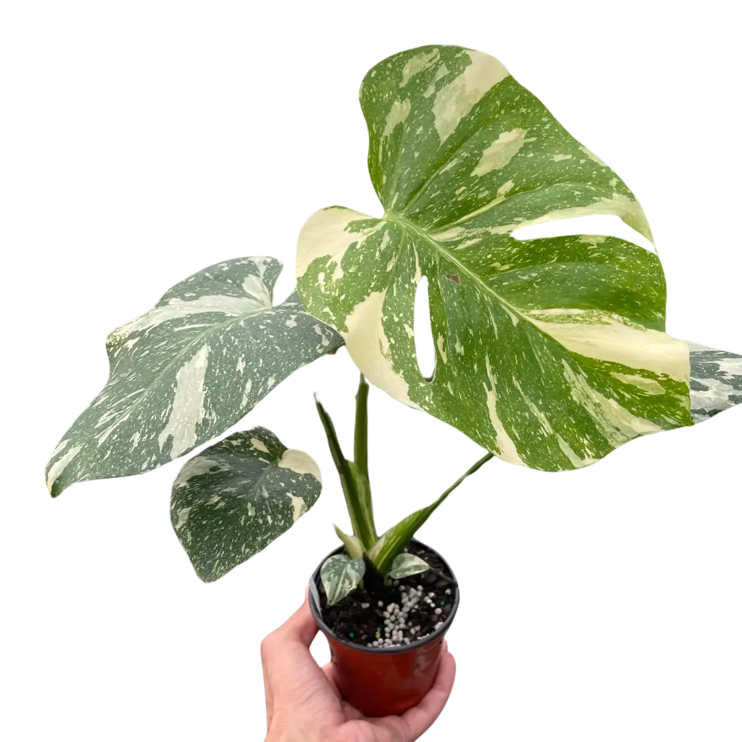 Monstera Thai Constellation (Monstera deliciosa)
