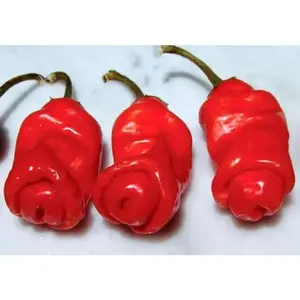 Red Peter Pepper Seeds - Original Product for Pepper Cultivation