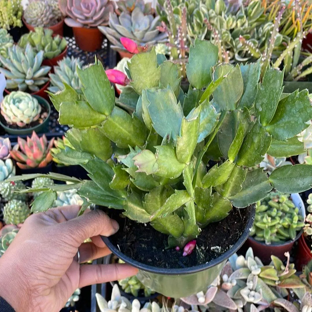 Christmas Cactus - Schlumbergera bridgesii - TikTok Shop