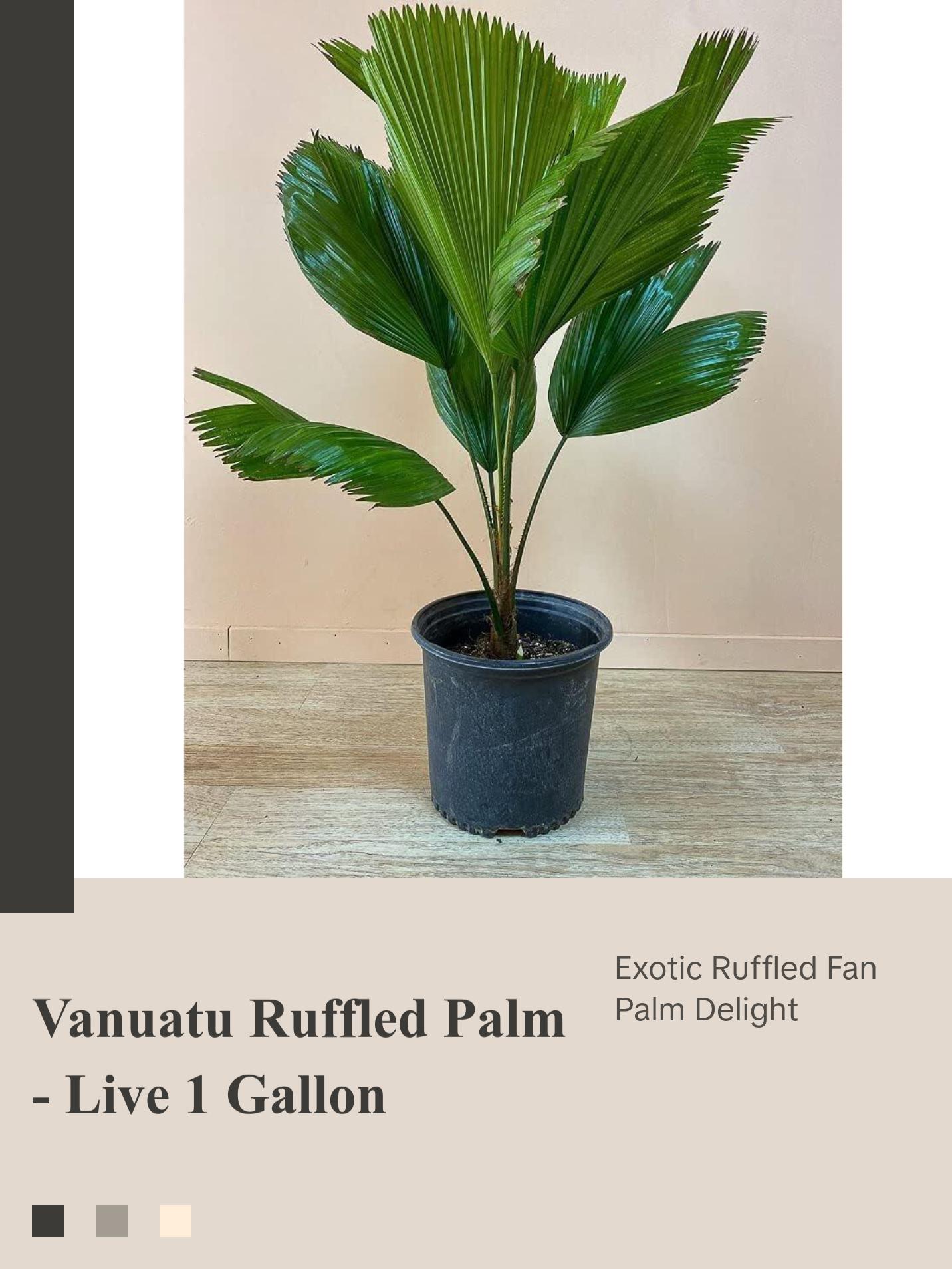 Vanuatu Fan Palm - Ruffled Fan Palm - Live Plant in a 1 Gallon Pot - Licuala Grandis - Extremely Rare Ornamental Palms of Florida