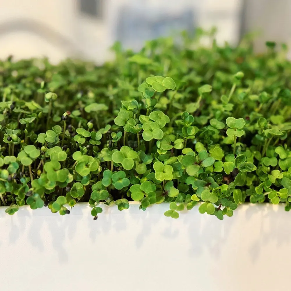 Microgreens Starter Kit
