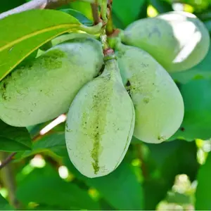 Paw paw Tree Seeds for Planting - 6 Seeds