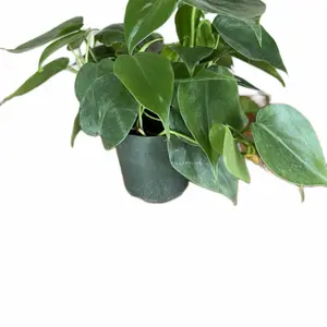 Philodendron Hederaceum Variegated Low Var Tropical Houseplant, 4in Pot Green Indoor Plant with Pot for Home Decor Aesthetics, Indoor Plants for Garden Supplies
