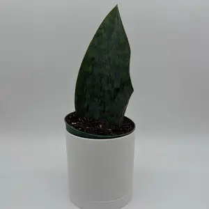 Sansevieria Whale Fin 6" pot House Plant - Low Light, Beginner, Unique Leaves, Indoor Home Decoration - Air-Purifying