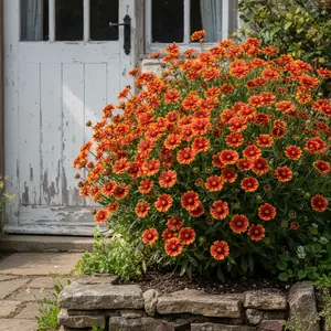 500 Blanket Flower Seeds Gaillardia grandiflora Vibrant Red-Orange Perennial Long-Blooming Garden Flowers Heat-Tolerant Drought-Tolerant Full Sun Bloom