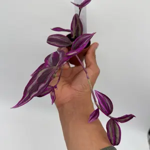Tradescantia pink paradise  2" pot starter plant  - Vibrant Purple and Green Leaves in a White Pot - Perfect for Indoor Plant Lovers