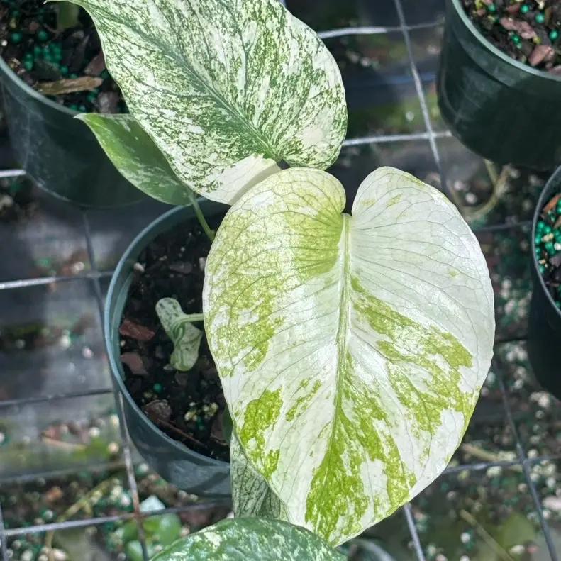 Monstera Mint 4” pot