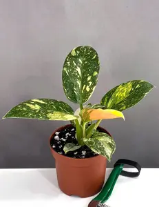 Philodendron Green Congo Nuclear Philodendron Green Congo Nuclear