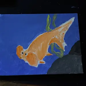 Balloon eye goldfish