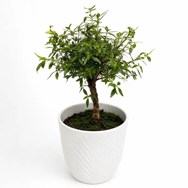 Serissa japonica Medium Bonsai – Upgraded Ceramic Pot | Elegant Flowering Bonsai Tree