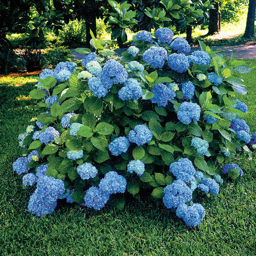 Nikko Blue Hydrangea – Live Plant – Quart Pot – 6-10" Tall – Blue Mophead Blooms – Perfect for Summer Gardens – No Ship to AK, HI & P.R.