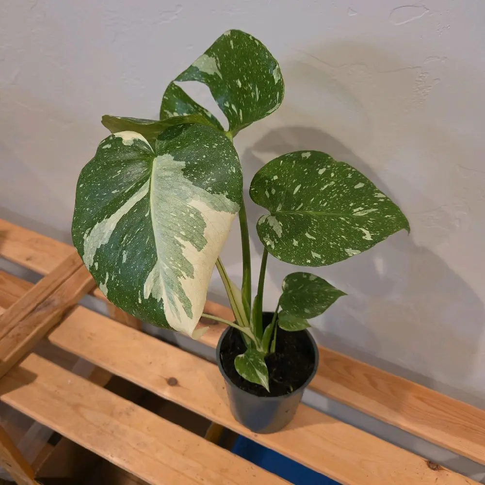 Monstera Thai Constellation