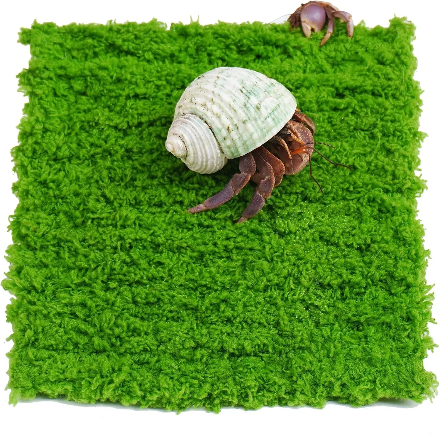 Hermit Crab Climbing Wall, 6 Inch Adjustable Hermit Crab Supplies for Hermit Crab Tank