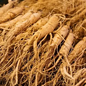 50 Seeds American Ginseng Seeds Precious medicinal materials Wild Ginseng Plant Herbs