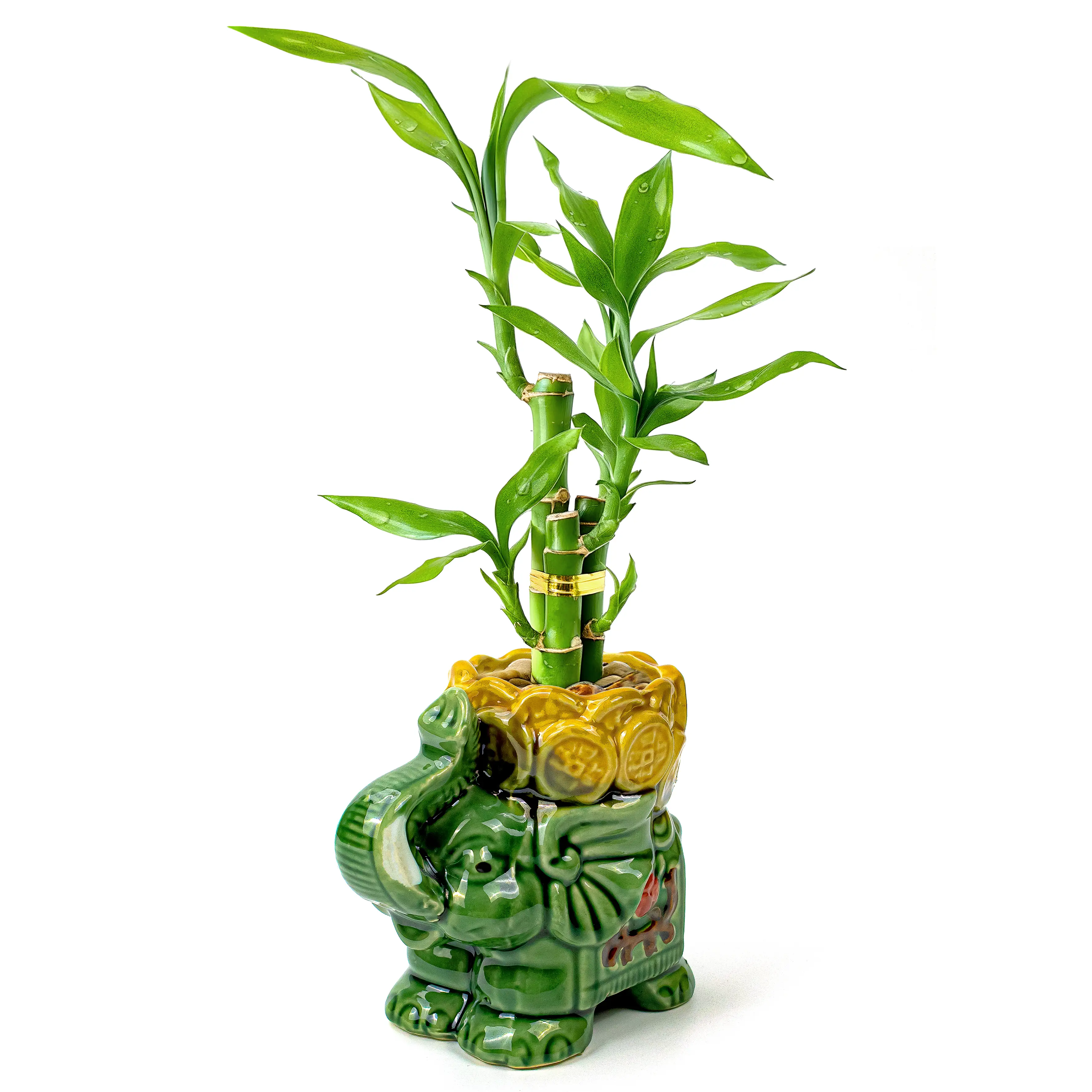 6"-8" Lucky Bamboo 3-Stalk Live Plant - Cute Fortune Elephant Ceramic Pot & Pebbles