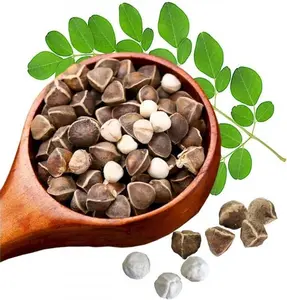 Miracle Tree Seeds 50Pcs – Moringa Oleifera for Sustainable Gardening, Rich in Nutrients, Easy to Cultivate