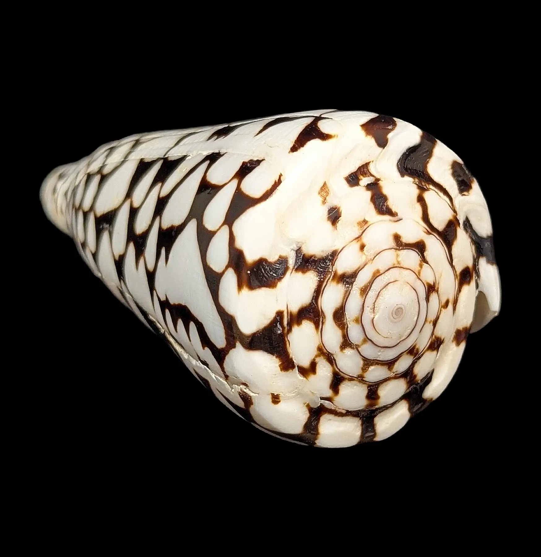 Marble Cone Marble Cone
