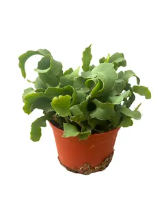 6" Curly Orchid Cactus - Epiphyllum Guatemalense – Live Plant