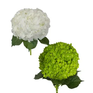 White and Emerald Green Hydrangeas