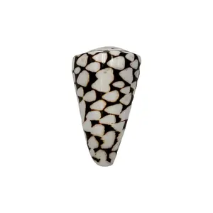 Marble Cone Shell - Coastal Beach Home Decor