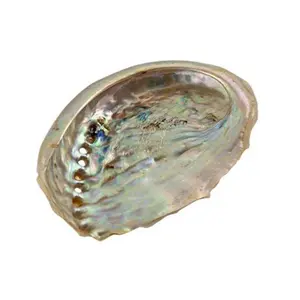 Sacred Smudging Companion: Natural Abalone Shells