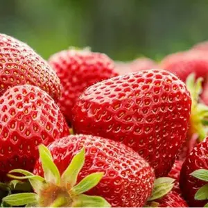 300 Pcs Premium Strawberry Seeds for Planting Home Garden Yard, Fresh Fruit Tree Plant Seeds for Pots Balcony Windowsill, Beginner-Friendly DIY Garden Gift Non-GMO Perennial Berry Seeds for Kids