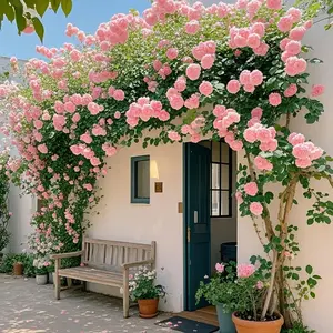 1000PCS+ mixed climbing rose seeds Colorful Rose Flower Seeds Garden Yard Potted Decoration Easy-Grow Perennial Flowers with 180-Day Blooms, Perfect Gift for Gardeners (Organic Kit + FREE Engraved Plant Markers) Guaranteed Growth