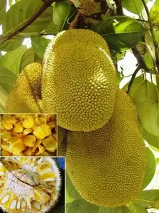 Jackfruit Fruit Tree Seeds - 1 Pack for Growing Jackfruit Trees