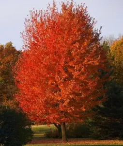 Autumn Blaze Maple Tree Live for Planting, Freeman Maple Tree Live for Large Outdoor Landscape Garden Tree 1 to 2 Feet Tall in Quart Pot