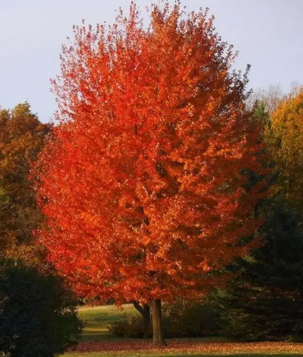Autumn Blaze Maple Tree Live for Planting, Freeman Maple Tree Live for Large Outdoor Landscape Garden Tree 1 to 2 Feet Tall in Quart Pot
