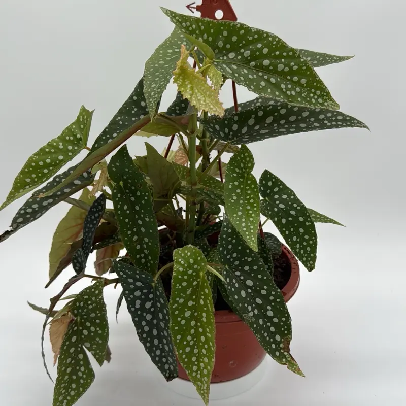 Begonia White Spot 8" Pot Live House Plant Rare Tropical Indoor Plant  Unique Spotted Leaves Easy Care for Beginners - TikTok Shop