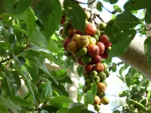 200_Seeds Ficus racemosa | Indian Cluster Fig Tree | Goolar | Gular