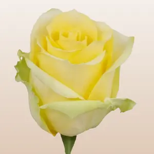 Tara Roses Fresh Premium Imported from Ecuador