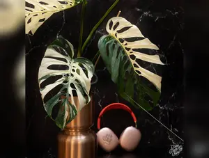 Monstera Adansonii 'Double Windows' Albo Variegated (Commonly Labeled as Monstera Acuminata Albo) *Grower's Choice*