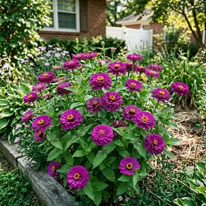 100 Purple Zinnia Seeds for Planting - Heirloom Purple Zinnia Flower Seeds for Home Garden